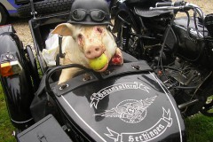 2008_MFH-Gallierfest_001